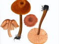 Laccaria proxima (Boud.) Pat. , Fuchsiger Lacktrichterling