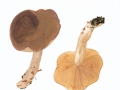 Lactarius fuligonosus  (Fr.: Fr.) Fr. , Rußstieliger Milchling , NPH