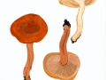 Lactarius fulvissimus Romagn. , Orangefuchsiger Milchling