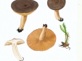 Lactarius mammosus Fr. , Dunkler Duft-Milchling