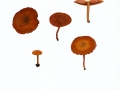 Lactarius obscuratus (Fr.) Fr. , Erlen-Milchling