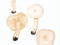 Lactarius pallidus  (Pers.: Fr.) Fr. , Falber Milchling , Fleischblasser Milchling , NPH