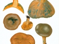 Lactarius semisanguifluus R.Heim & Leclair , Kiefern-Reizker , Grünender Kiefern-Reizker