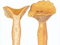 Lactarius volemus (Fr.) Fr. , Brätling , NPH