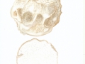 Langermannia gigantea (Batsch:Pers.) Rostk. , Riesenbovist