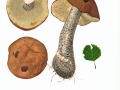Leccinum scabrum (Bull.:Fr.) Gray , Gemeiner Birkenpilz
