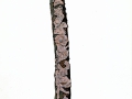 Peniophora quercina (Pers.:Fr.) Cooke , Eichen-Zystidenrindenpilz