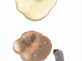 Russula albonigra (Krombh.) Fr. , Schwarzanlaufender Täubling , NPH