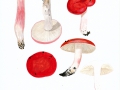 Russula rosea  Pers. , Zinnober-Täubling , NPH