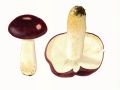 Russula spec. ,  NPH