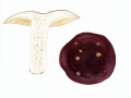 Russula spec. ,  NPH
