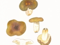 Russula spec. ,  NPH