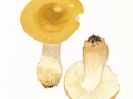 Russula veternosa Fr. , Scharfer Honig-Täubling ,  NPH