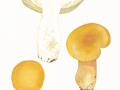 Russula veternosa Fr. , Scharfer Honig-Täubling ,  NPH