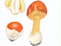 Amanita caesarea (Scop.:Fr.) Pers. , Kaiserling