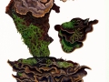 Amylostereum areolatum (Chaillet in Fr.) Boid. , Fichten-Schichtpilz , NPH