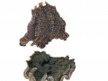 Auricularia mesenterica (Dicks.:Fr.) Pers. , Gezonter Ohrlappenpilz