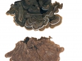 Auricularia mesenterica (Dicks.:Fr.) Pers. , Gezonter Ohrlappenpilz