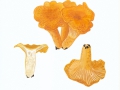 Cantharellus cibarius var. amethysteus Quél. , Amethyst-Pfifferling ,  NPH