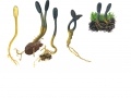 Cordyceps ophioglossoides (Ehr.) Link , Gewöhnliche Hirschtrüffel-Kernkeule