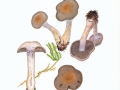 Cortinarius anomalus (Fr.:Fr.) Fr. , Graubräunlicher Dickfuß , NPH