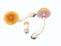 Cortinarius (Phleg.) aureopulverulentus Mos. , Leuchtender Goldstaub-Klumpfuß ,  NPH