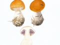 Cortinarius (Phleg.) aureopulverulentus Mos. , Leuchtender Goldstaub-Klumpfuß ,  NPH