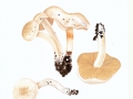 Cortinarius (Myx.) eburneus (Velen.) Rob. Henry , Weißer Schleimfuß