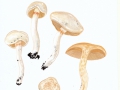 Cortinarius (Myx.) eburneus (Velen.)  Rob. Henry , Weißer Schleimfuß