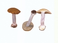Cortinarius (Phleg.) glaucopus (Schaeff.:Fr.) Fr. s.l. , Reihiger Klumpfuß , NPH