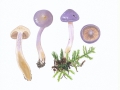 Cortinarius  (Myx.) largodelibutus Rob. Henry ex Henry ,   NPH