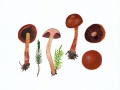 Cortinarius (Derm.) purpureus (Bull. ex Pers.:Fr.) Fuck. , Purpurroter Hautkopf