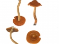 Cortinarius  (Derm.) sommerfeltii  Hoil. , Orangeblättriger Hautkopf , NPH