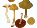 Cortinarius (Lep.) venetus (Fr.:Fr.) Fr. , Grüner Hautkopf