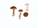 Cystoderma granulosum (Batsch:Fr.) Fayod , Rostroter KörnchenschirmlingNPH