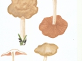 Entoloma rhodopolium (Fr.:Fr.) Kumm. , Niedergedrückter Rötling , NPH