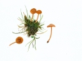 Galerina laevis (Pers.) Singer , Rasen-Häubling