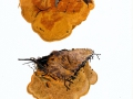 Gloeophyllum odoratum (Wulfen:Fr.) Imaz. , Fencheltramete
