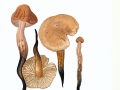 Gymnopus fusipes (Bull.:Fr.) Gray , Spindeliger Blasssporrübling