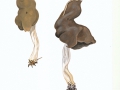 Helvella elastica  Bull. , Elastische Lorchel , NPH