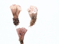 Hydnellum peckii Banker in Peck , Scharfer Korkstacheling ,  NPH