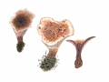 Hydnellum peckii Banker in Peck , Scharfer Korkstacheling ,  NPH