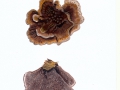 Hydnellum peckii  Banker in Peck , Scharfer Korkstacheling ,  HPH