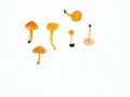 Hygrocybe inspida (J.E.Lange) M.M.Mos. , Gelbrandiger Saftling , NPH