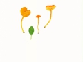 Hygrocybe cantharellus (Schwein.) Murrill , Pfifferlings-Saftling , NPH