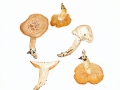 Hygrophorus discoxanthus (Fr.) Rea , Verfärbender Schneckling , NPH