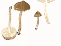 Hygrophorus olivaceoalbus  (Fr.:Fr.) Fr. , Natternstieliger Schneckling , NPH