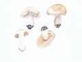 Hygrophorus penarius  Fr. , Trockener Schneckling , NPH