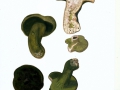 Hypomyces luteovirens (Fr.) Tul. & C.Tul. , Grüner Kugelpilz