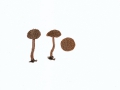Inocybe lanuginosa (Bull.:Fr.) Kumm. , Wolliger Risspilz ,  NPH